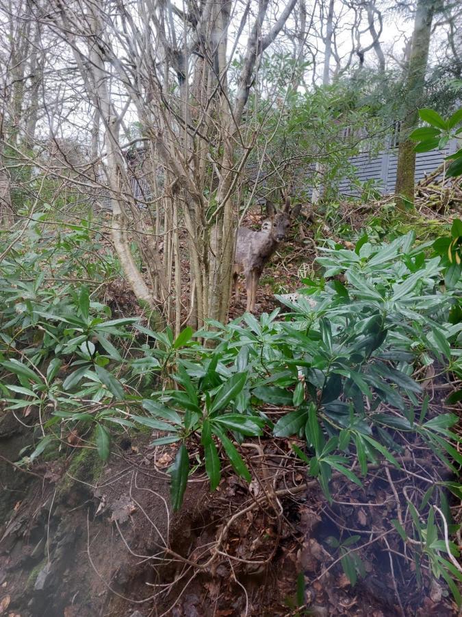 ウィンダミア Troutbeck 12ヴィラ エクステリア 写真